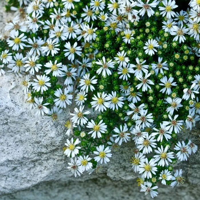 Великий вибір багаторічних рослин  Фотінія  піроканта будлея  ковила