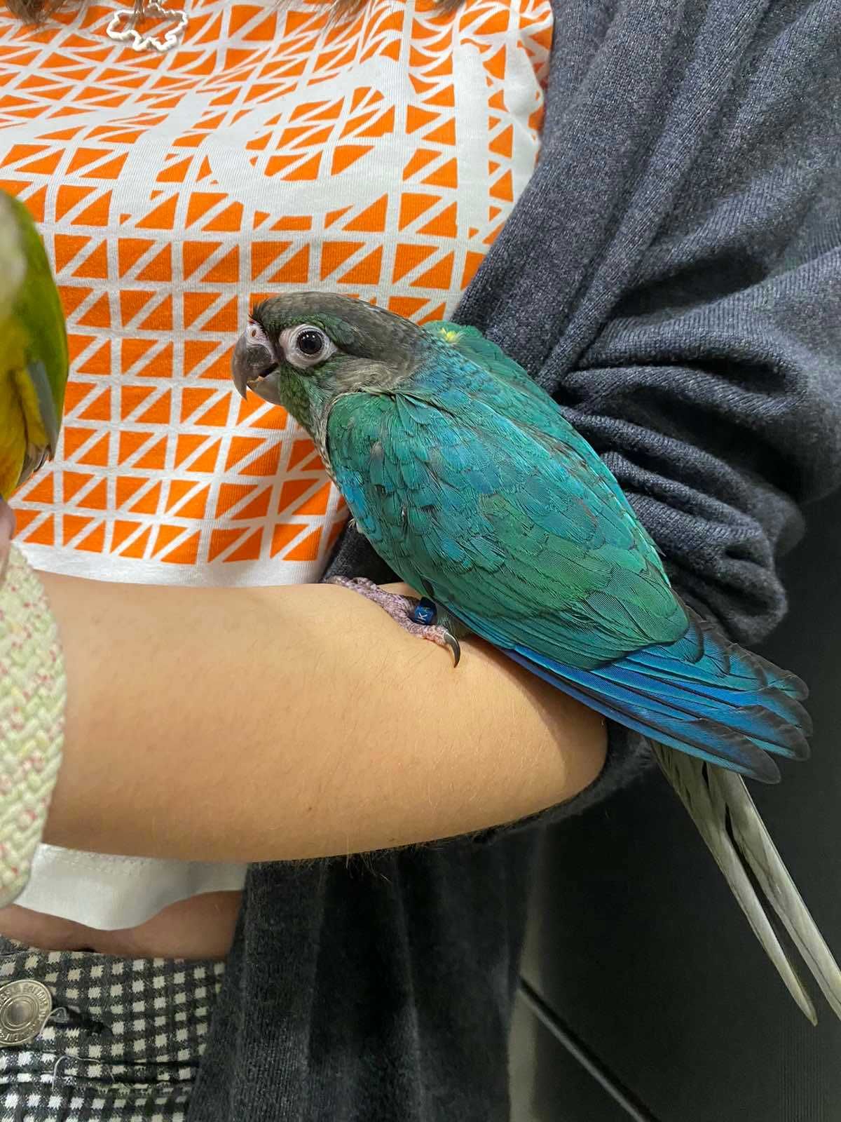 Синий попугай пиррура окрас Turquoise Green Cheek - птенцы выкормыши