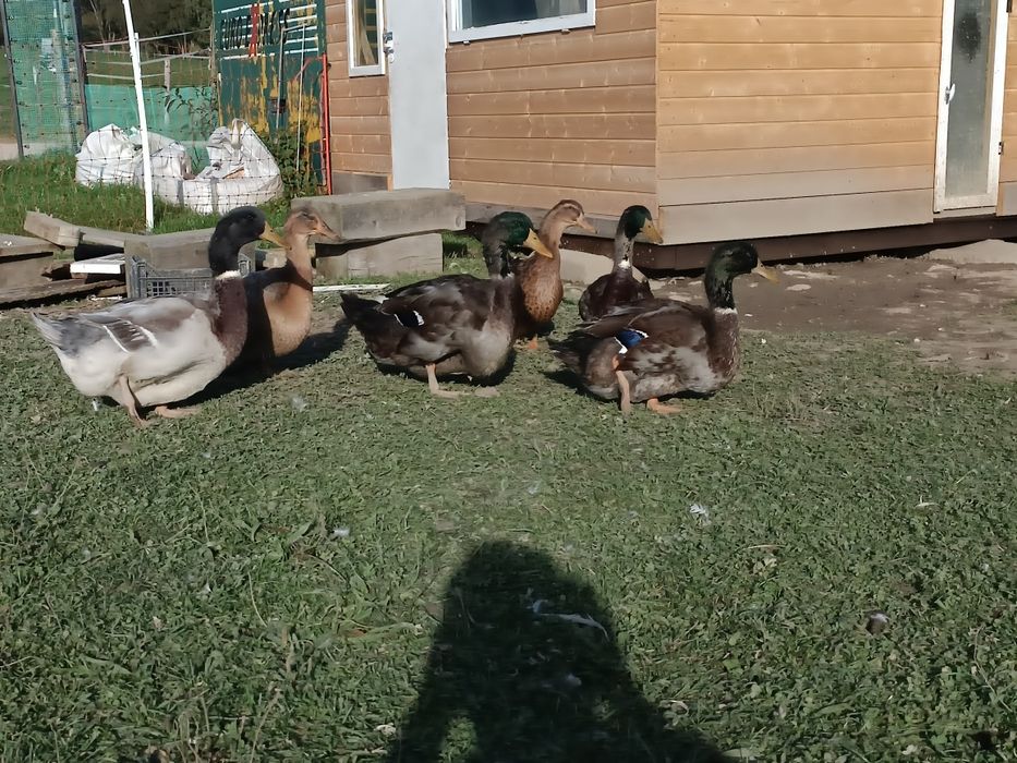 Kaczki kaczory ruanskie