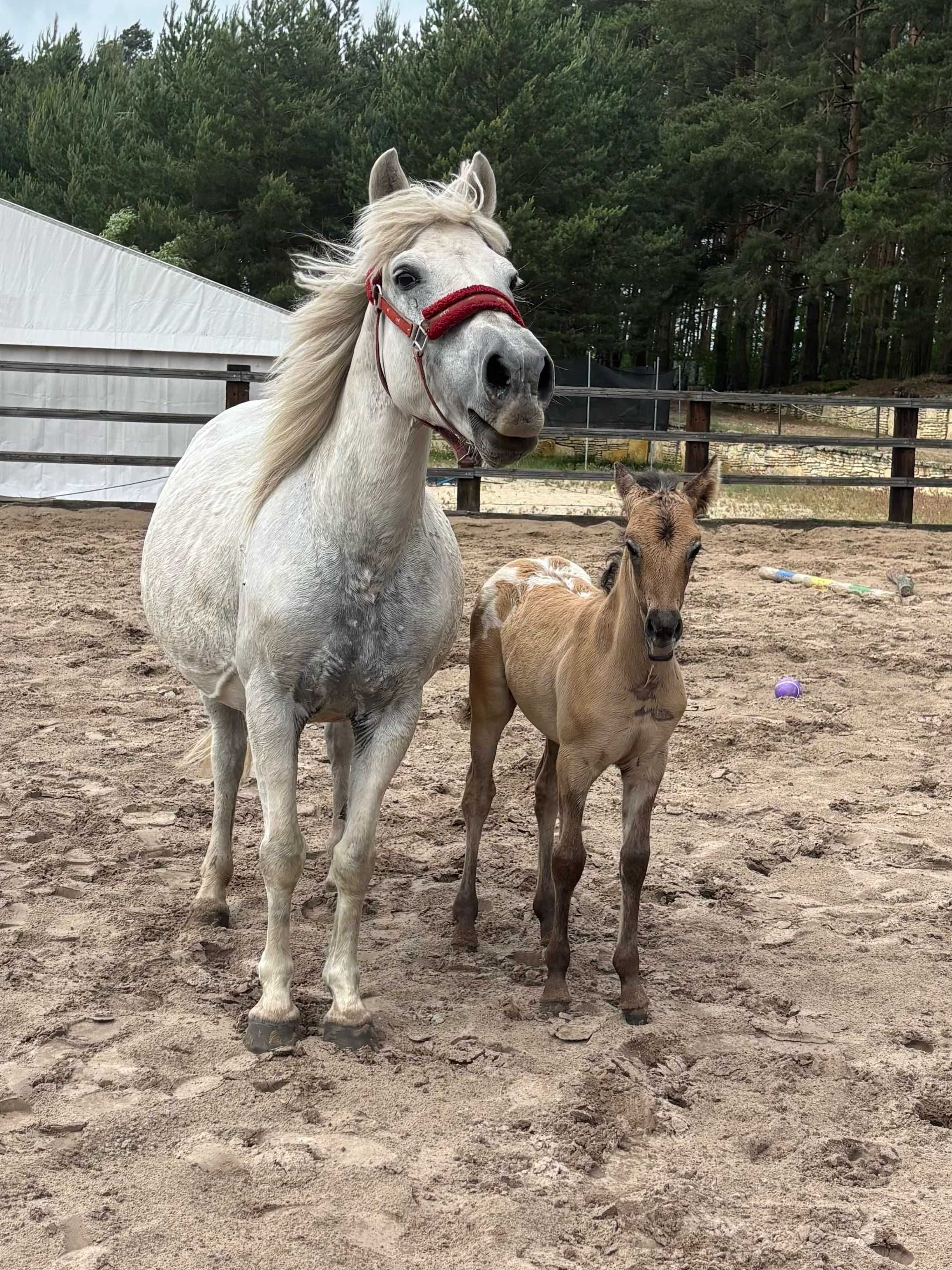 Tegoroczny Ogierek hucuł x appaloosa