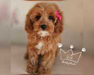 Cavapoo cavadoodle pudel toy  zapowiedź red badania paszport wyprawka