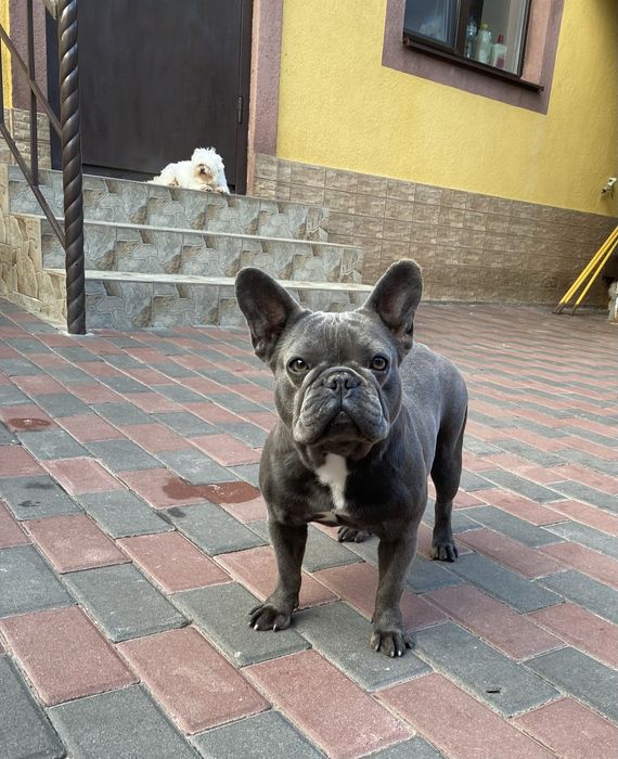 Французский бульдог