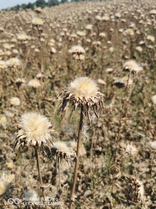 Ostropest plamisty do mielenia i na olej
