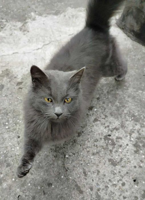 Котята ищут любящие семьи котики