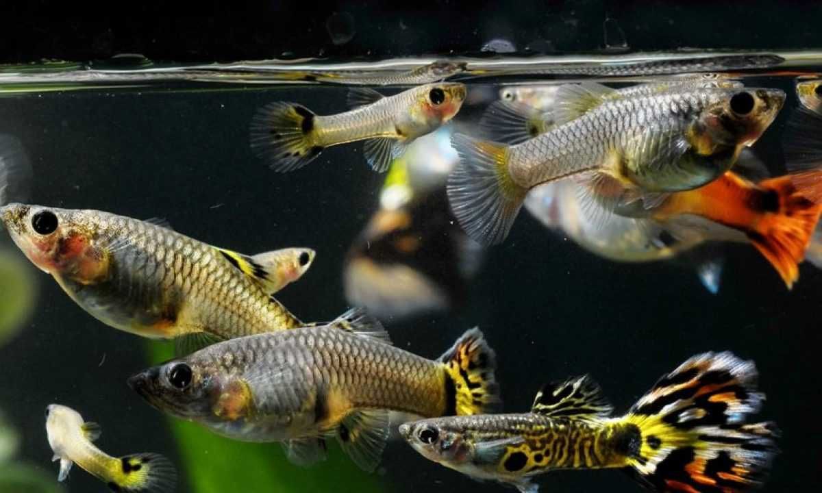 Guppys em Linda-a-Velha