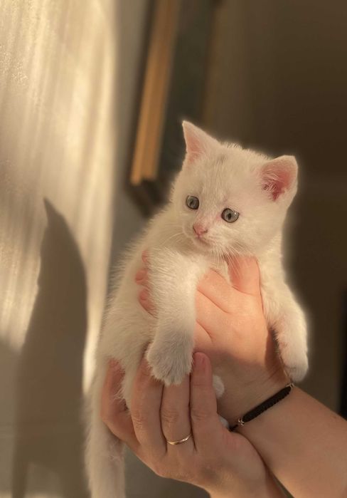 Віддам кошенят безкоштовно