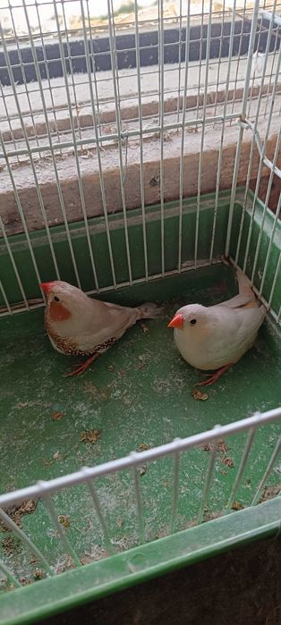 Zeberki parki lęgowe