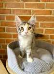 Iasmina Magnus*PL - kotka rasy Maine Coon szuka nowego domu :)