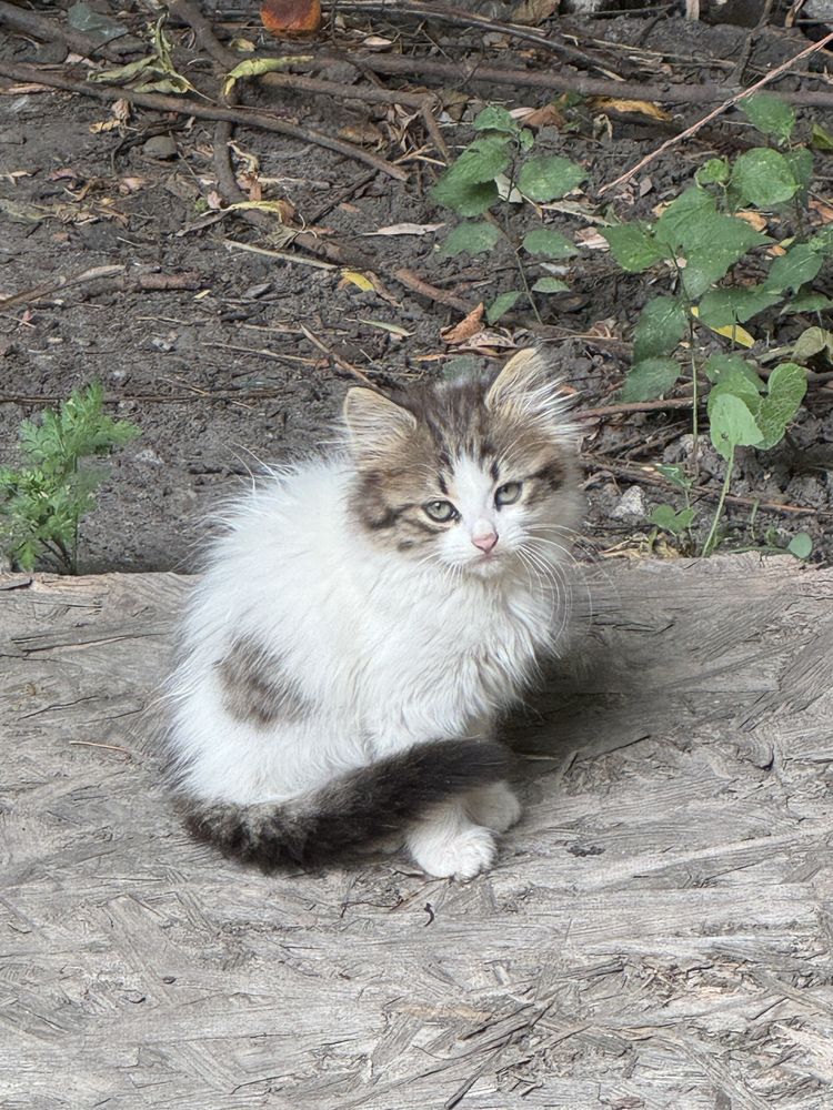 Котенята в добрі руки