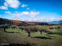 Propriedade de 33748 M2 com Potencial Agroturístico perto do Parque...