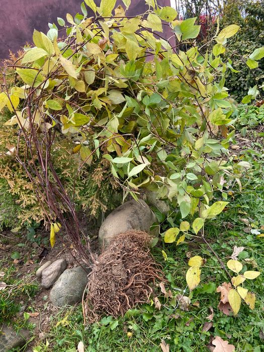 Клематис Клематис BLUE PIROUETTE 4-х річний