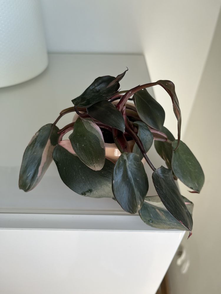 Philodendron pink princess