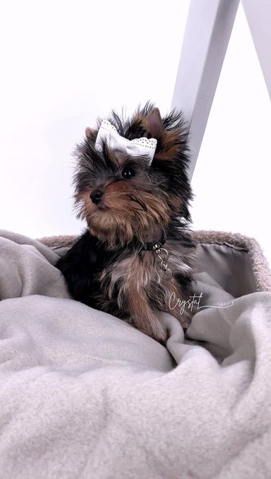 York Yorkshire terrier FCI : GAJA - suczka