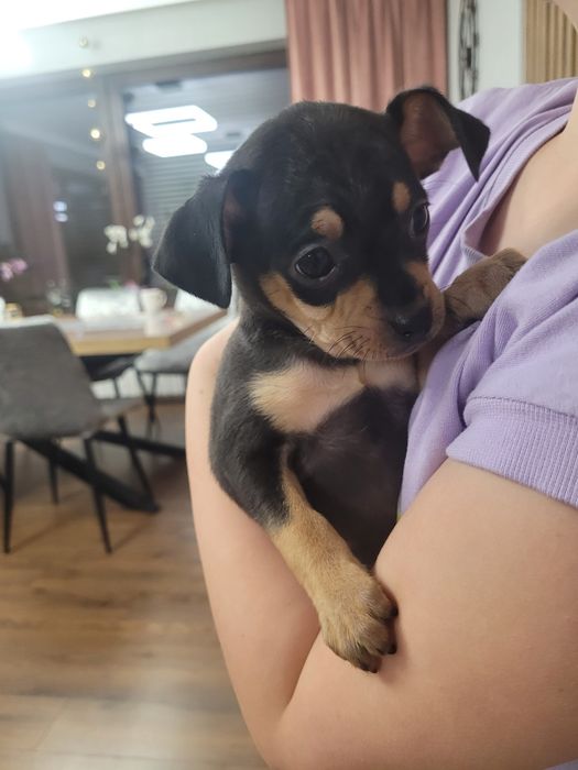 Piesek pinczer ratlerek