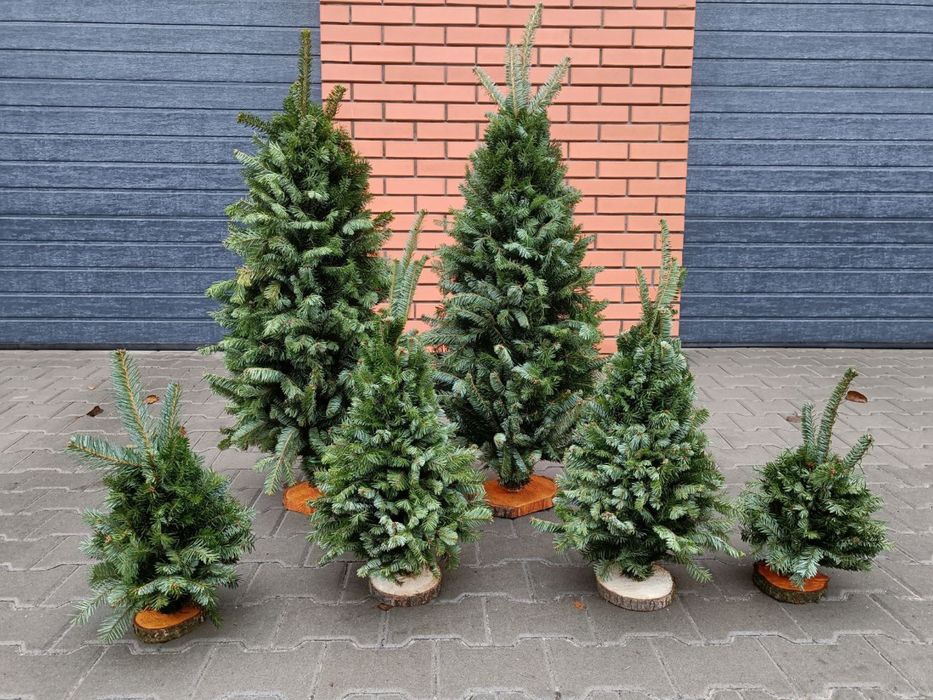 Продам ялинки плетені опт