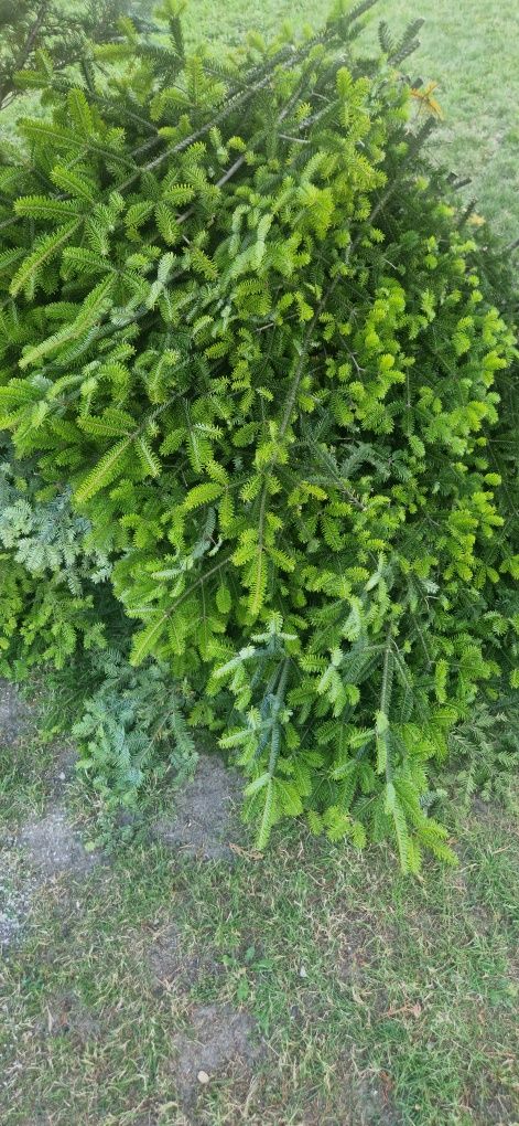 Oddam gratis gałęzie jodły