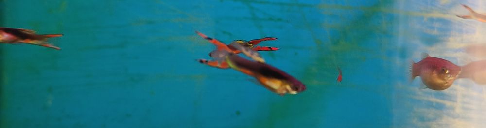 Gupiki narybek 10 sztuk 0.5-1 cm