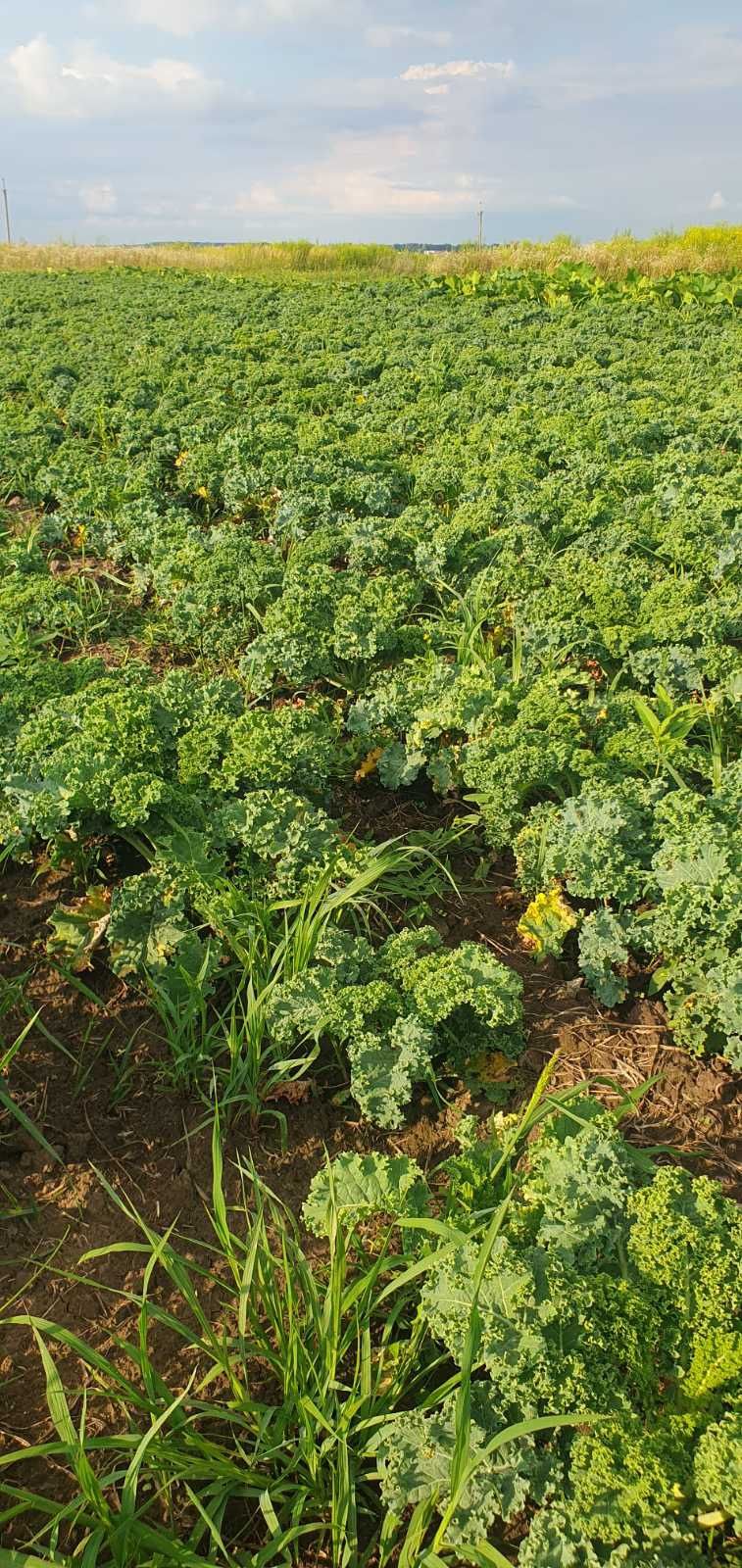 Капуста Кале,Кейл(Kale)