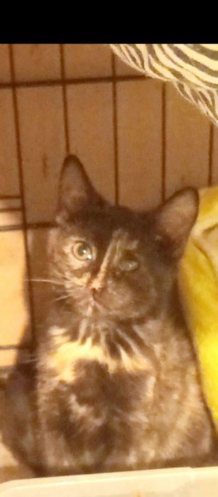 Mała kotka szuka domu niewychodzacego