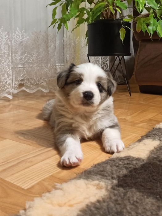 Piesek merle Border Collie ZKwP