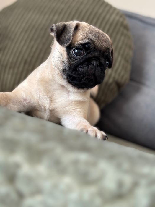 Mops< urocza suczka Candy