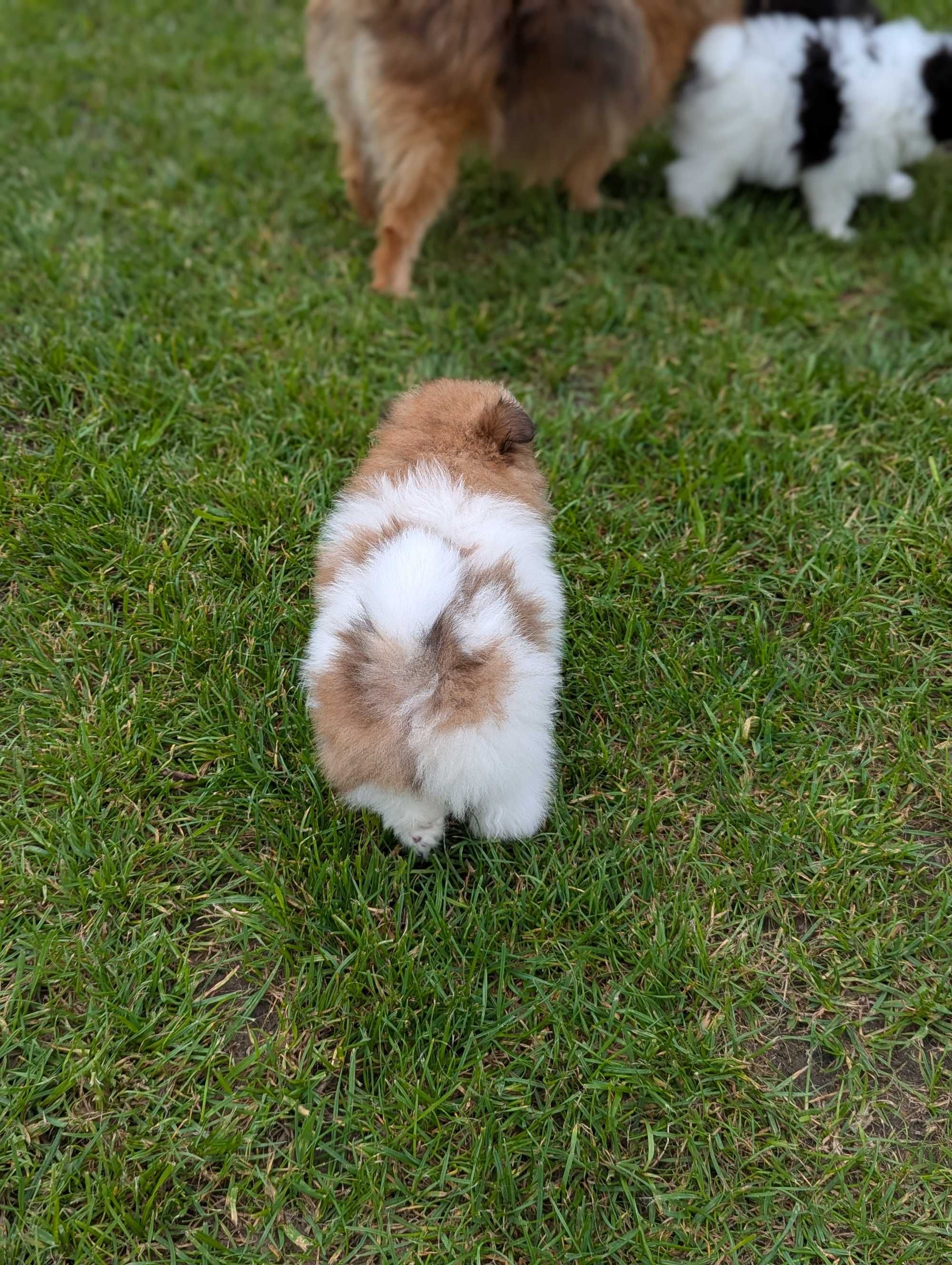 Szpic miniaturowy, pomeranian
