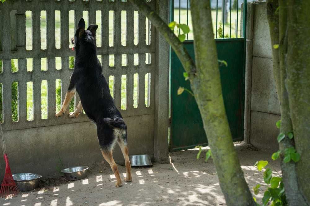 Bax przyjazny psiak w schronisku bez wolontariatu