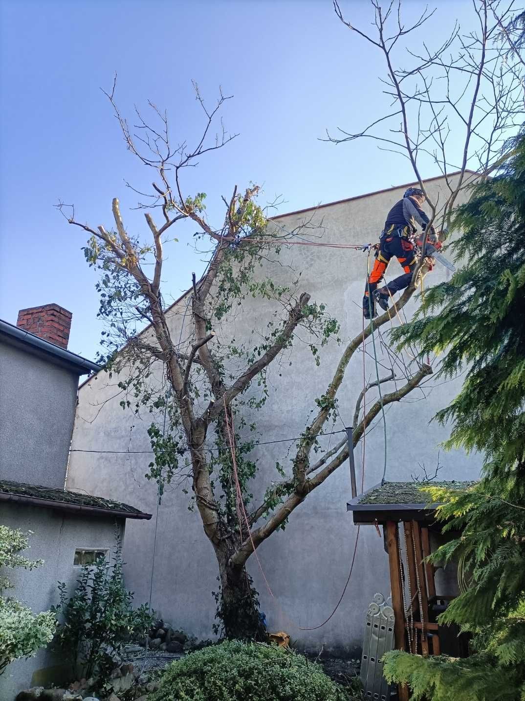 Wycinka drzew. przycinanie drzew, pielęgnacje drzew, karczowanie