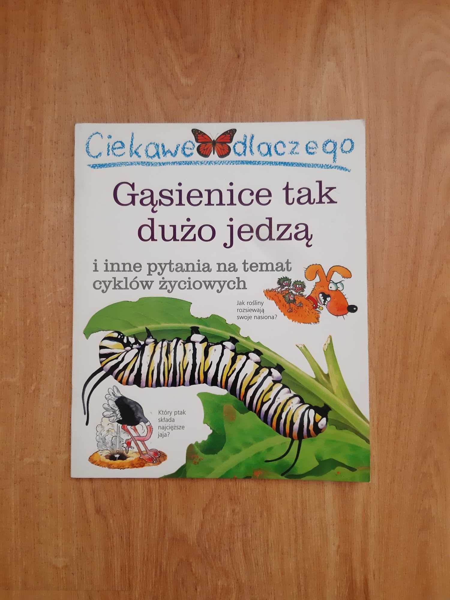 Ciekawe dlaczego gąsienice jedzą tak dużo jedzą