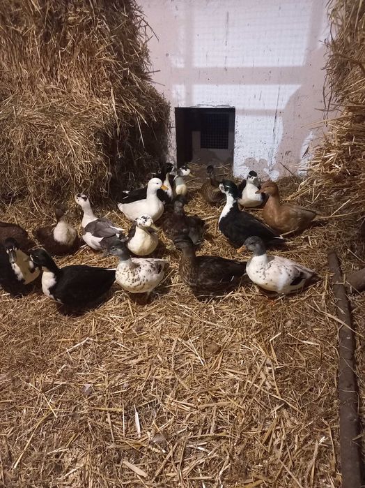 Kaczorki Call duck