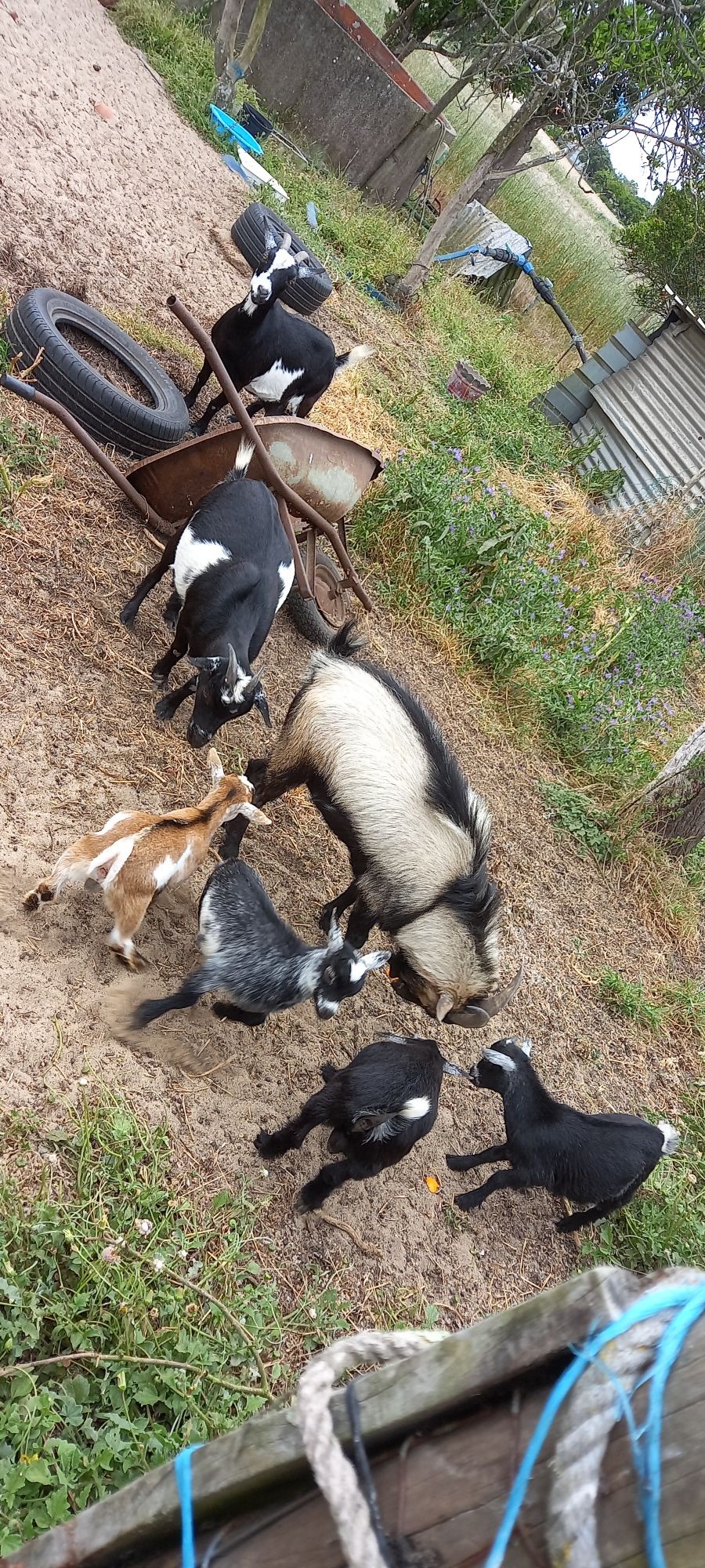 Trio de 2 cabras anãs prenhas e 1 bode por motivos de saúde