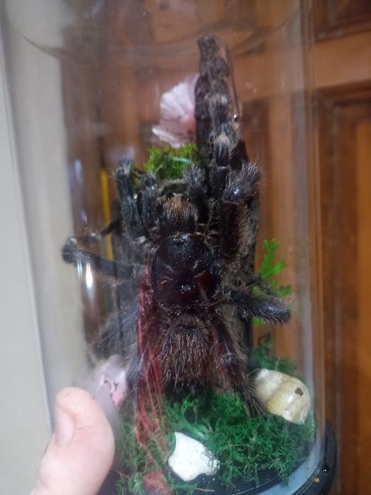 Preparaty na zamowienie