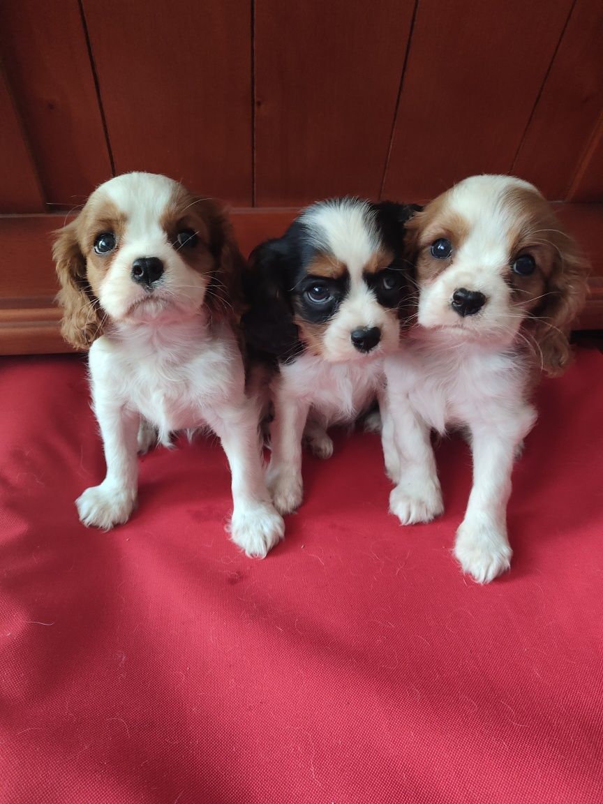 Cavalier King Charles Spaniel