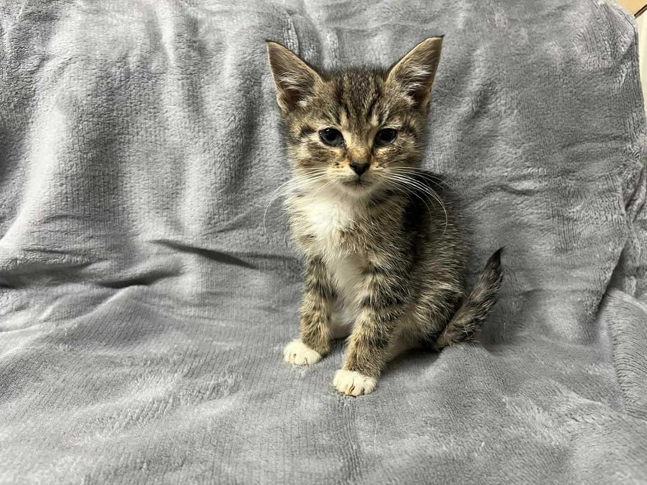 MAŁE kociaki do adopcji! Pyzik, Panek i Psotek szukają domów