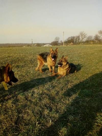 Продам цуценят німецької вівчарки