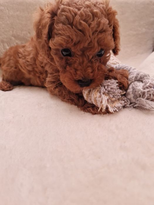 Cudowny malutki pudel toy piesek