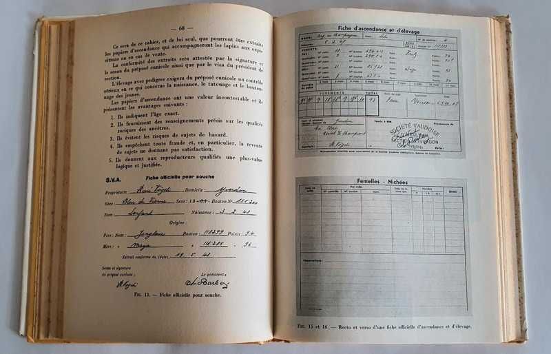 Le lapin o coelho raças e doenças