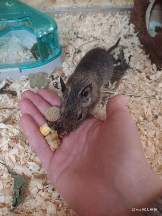 Sprzedam koszatniczki