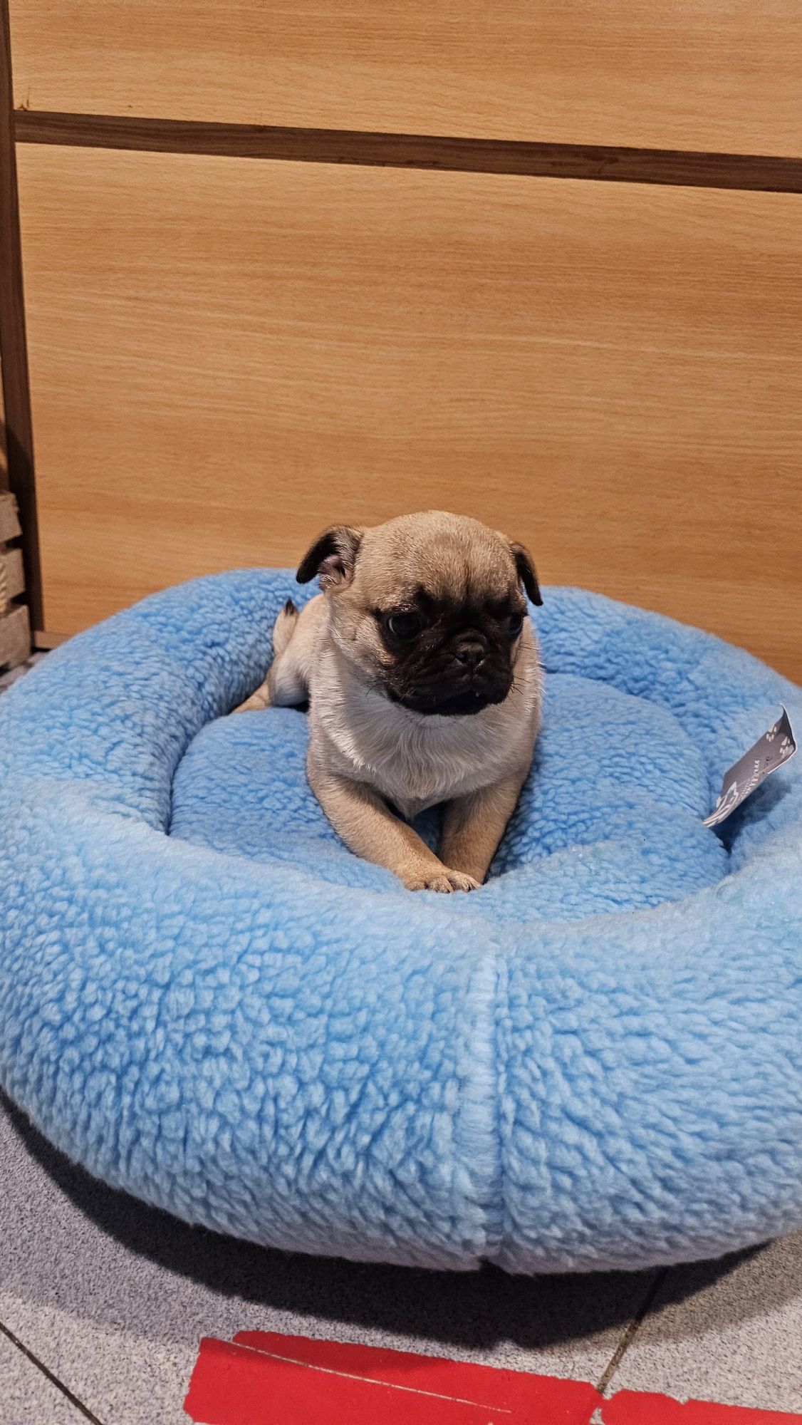 Pug Carlin macho