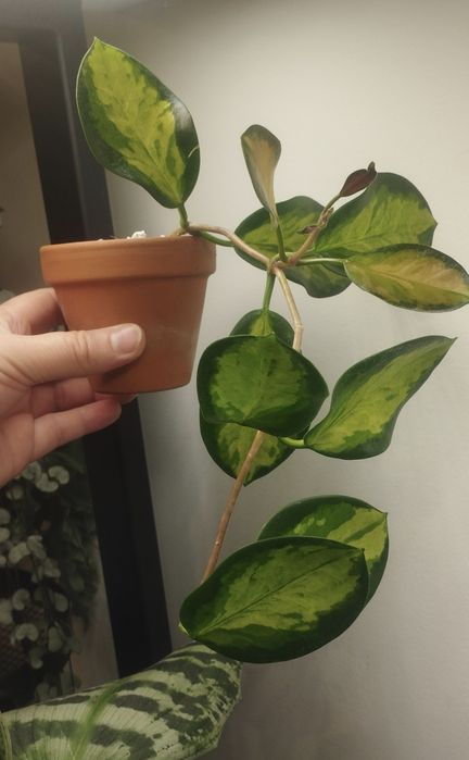 Hoya hoja australis lisa + doniczka z terakoty