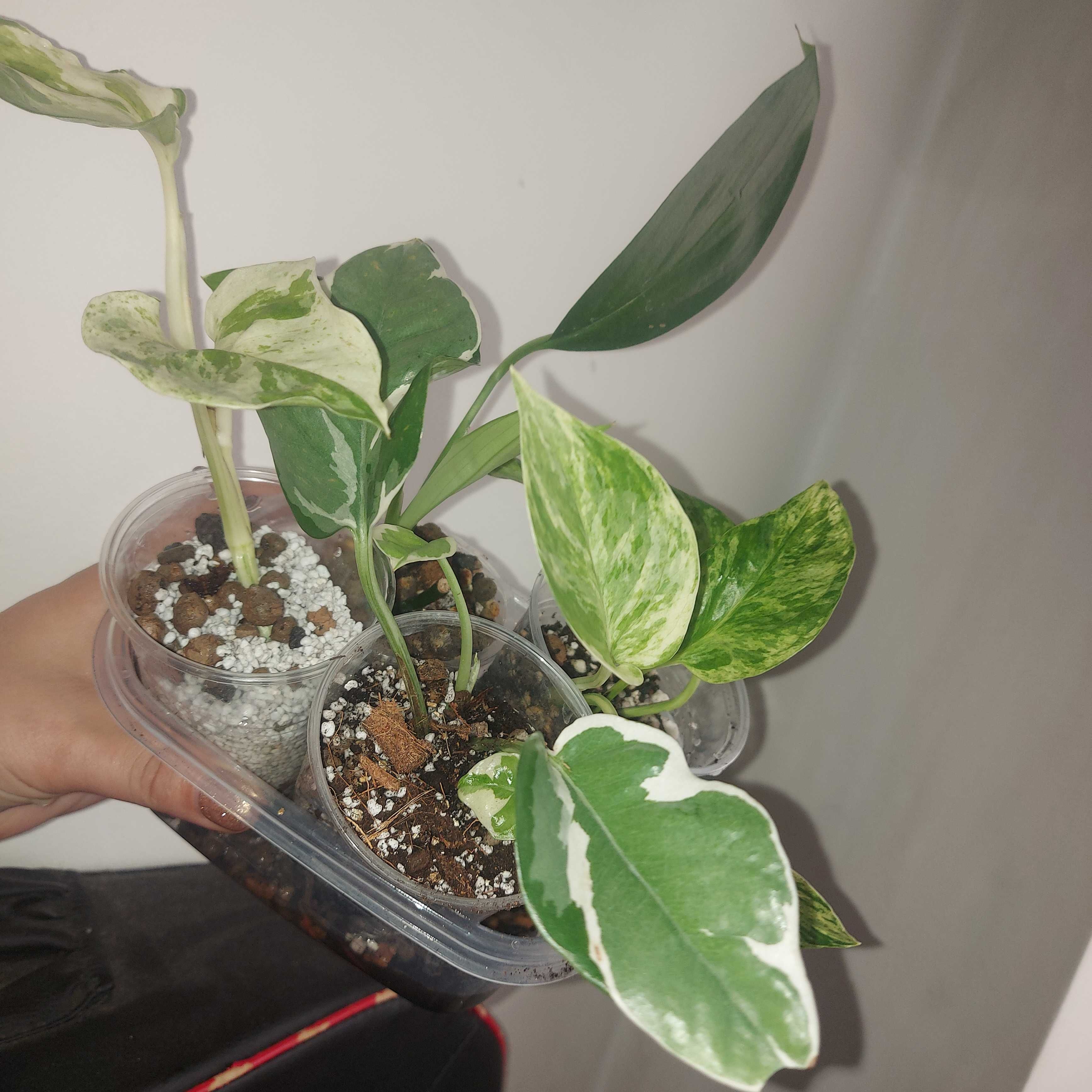Zestaw 4 Epipremnum