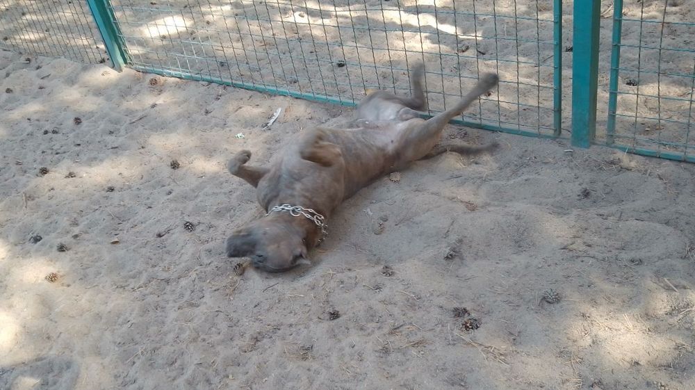 В'язка собак безкоштовно