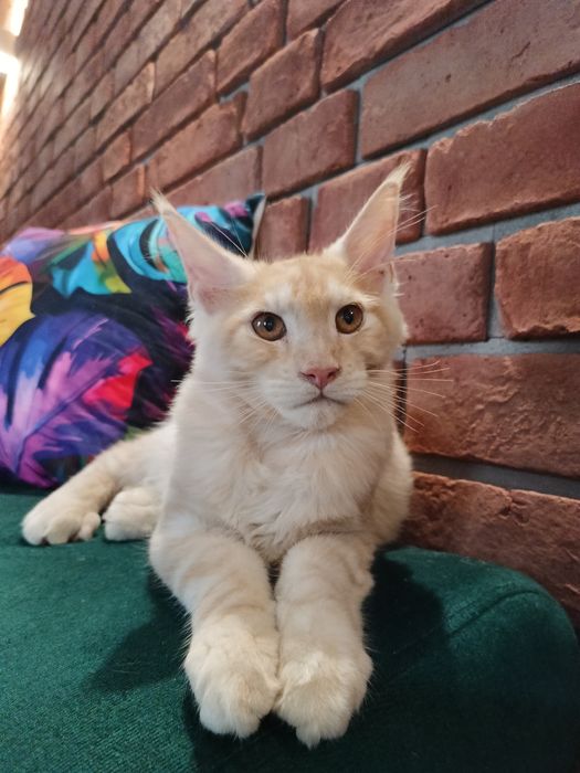 Piękny kocurek Maine Coon
