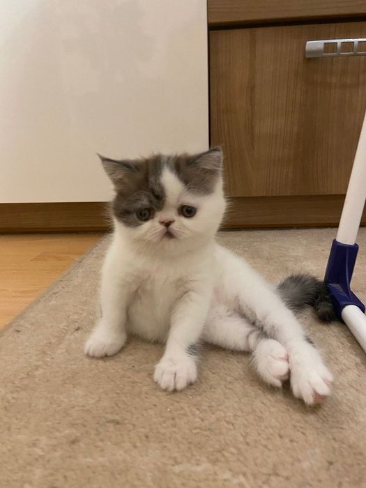 Красунчик котик екзот