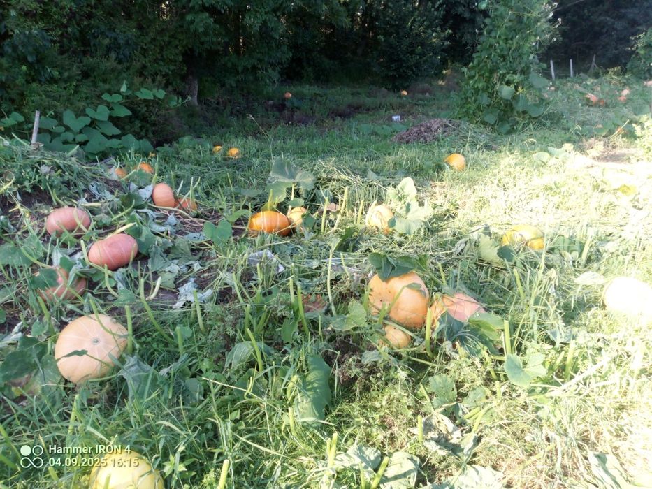 Dynie jadalne ekologiczne