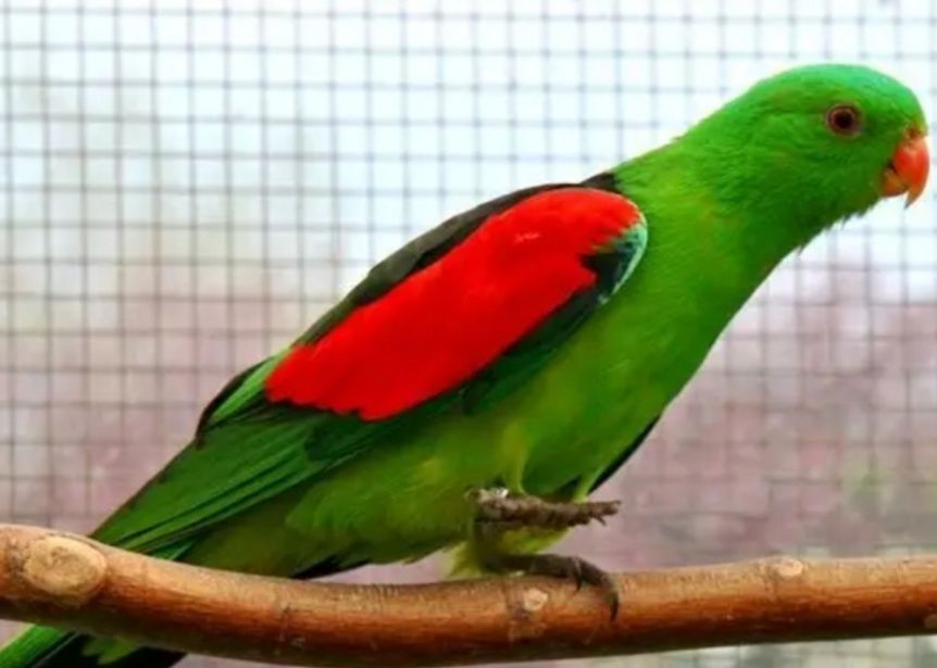 Попугай краснокрылый необыкновено красивый и очень яркий