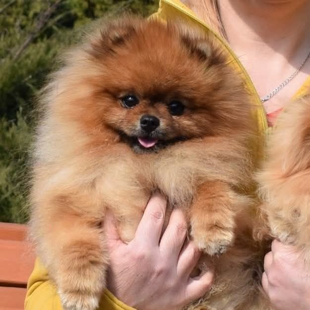 Szpic miniaturowy pomeranian zkwp FCI suczka kremowa