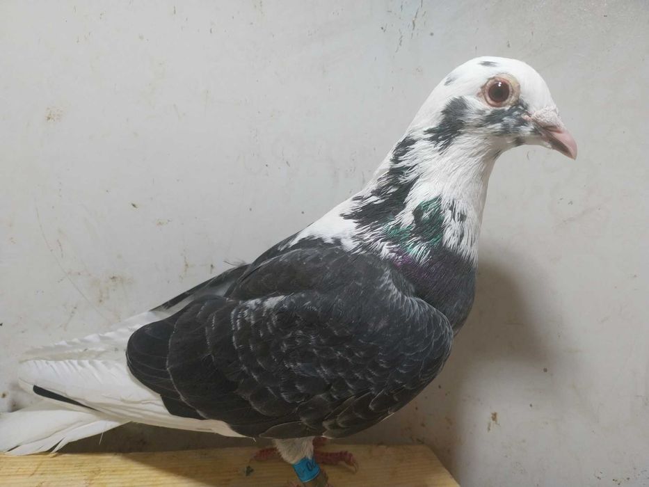Gołębie pocztowe- Samica belg BE 2021 biały ogon! czip tel pstra