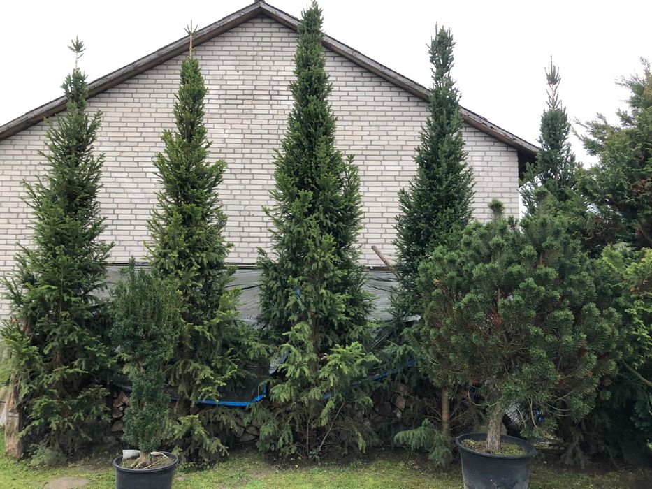 Choinki cięte lub do nadadzeń