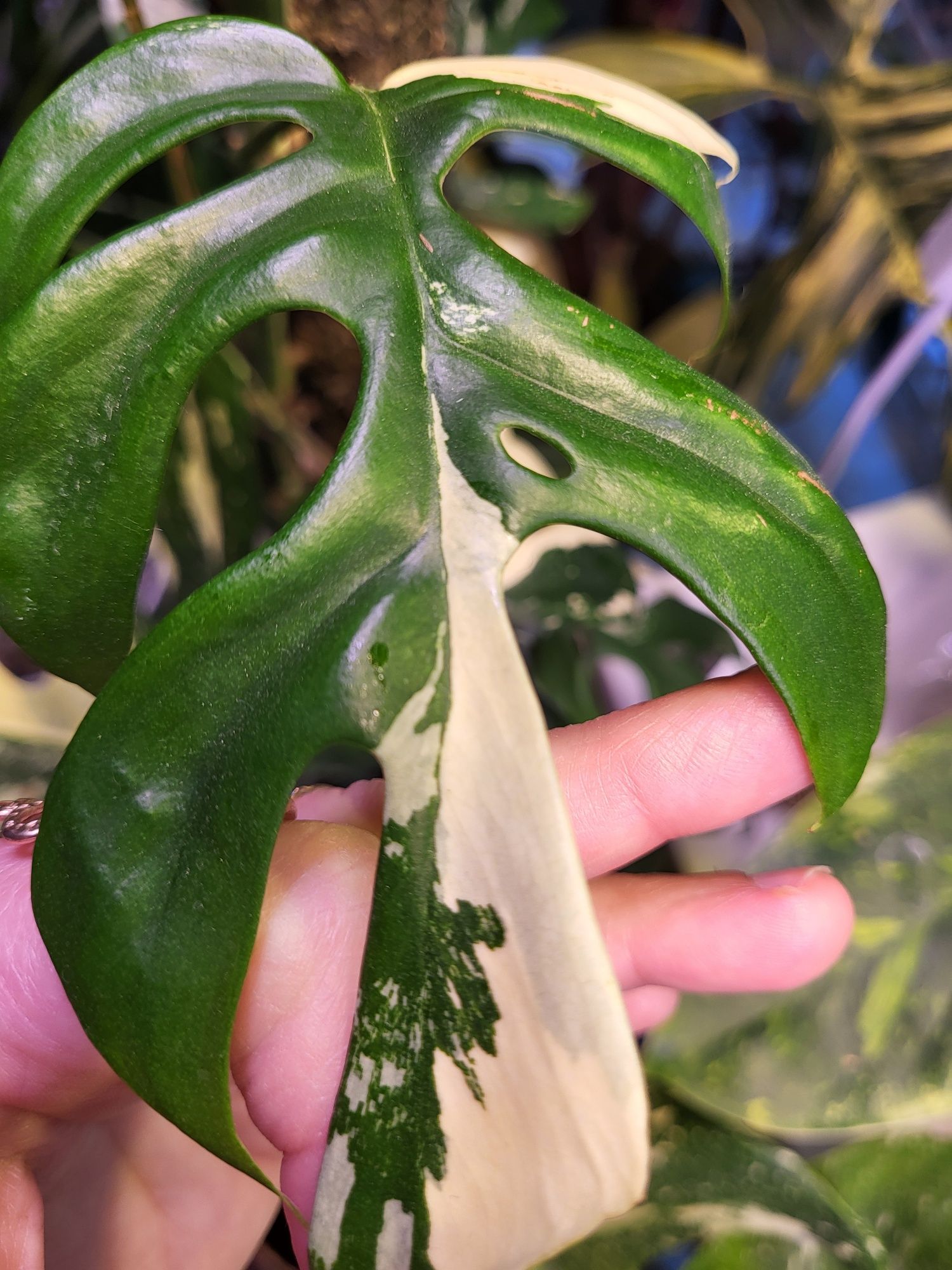 Kolekcjonerska raphidophora tetrasperma variegata